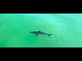 Close Encounter: Surfer Touches Great White Shark & Doesn't Realize It