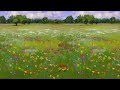 Short Calming Meadow Themed Guided Meditation & Breathing Exercises for Anxiety Relief