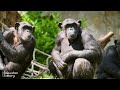 World Of Animals 4K Unique - Beautiful Relaxation Scenic With Soothing Relaxing Music