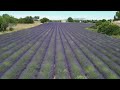 Lavender Dream: Romance from Provence France