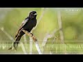 Fork tailed Drongo Call & Sounds
