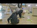 Excited Elderly Gorilla Grabs Young One's Neck | The Shabani's Group