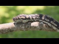 Carpet Pythons : Kamp Kenan S3 Episode 32