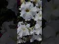 #Shorts_Video / White Petunia Flower // SR_Bangladeshi_Vlogger