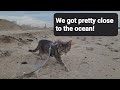 Our Cat Loves to Visit the Beach!  - Bandit Climbs the Sand Piles