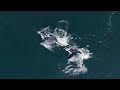 Beautiful Humpback whales feeding