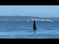 T Party of Bigg’s Orcas in Admiralty Inlet