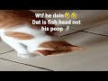 Funny cat