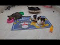 You Laugh You Lose😹Funniest Dogs and Cats 2024😻🐶