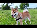 久しぶりの公園にテンションが上がる柴犬が可愛すぎた