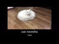 cat roomba