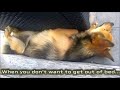 🤣 Lazy Dogs 🐶 Cute and Funny Animals Compilation 🐕 Funny Creatures