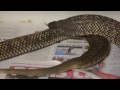 Australian Venomous Land Snakes - CrittaCam