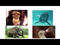 Datos Curiosos de los Animales - Curiosidades de Animales (Videos Educativos para Niños)