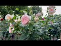Review Marchenzauber or Bliss Parfuma rose| Kordes| Roses in bloom | Beautiful rose in the garden.