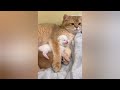 10 minutes of adorable 🥰cats and kittens videos to keep you smiling 😍😅