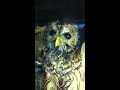 Injured Owl