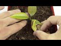 How To Grow A Mango Tree From Seed - EASY - With Results ( HD Macro )