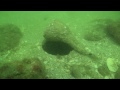 Tampa Bay Scuba Diving