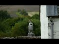 Kestrel feeding