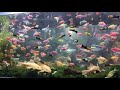 beragam warna ikan