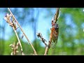 2024 Cicadas Deafening Sounds and Beauty 4K