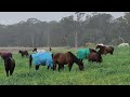 Rainy run in, agisters big mob @ Glenworth Valley NSW AU 6 Aug '23