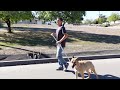 Training a rescue from the streets//Severe leash reactivity