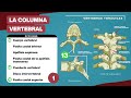 COLUMNA VERTEBRAL ANATOMÍA - Características comunes y propias de las VÉRTEBRAS - Test/EXAMEN ‼️