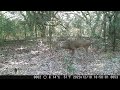 01-20-24 Deer Bears Bobcat Coyote Raccoon Rabbit