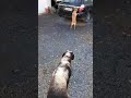Dog demands car ride
