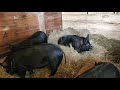 pigs playing in hay