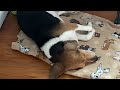 Sleepy Beagle Dog September 12, 2024