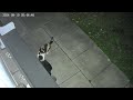 skunk cat showdown