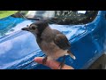 Our friendly blue jay