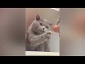 😂 The Funniest Cat Moments of All Time 🐱🐈 Funny Videos Compilation 😆