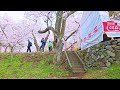 【4K Japan Sakura 2024】Japan's Amazing Cherry Blossom Spots Takato Castle Remains Park