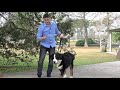 How to Teach your Dog to Walk on Leash
