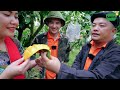 Harvesting Mangoes - Enjoying Dishes Made From Goat | SAPA TV