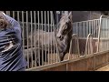 This is going wrong. But why?? | Friesian Horses