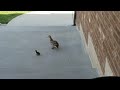 The Last Duckling Leaves The Nest
