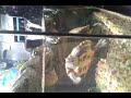 Red Ear Slider Turtle Throws Up
