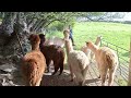 Alpacas de Gredos: A Reunion of Mothers and Cria