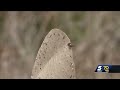 Invasive species, Asian Longhorned Tick, found in Oklahoma