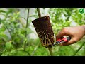 🌿Great method of propagation lemon tree using carrot🥕- Ready to grow your own lemon trees at home?