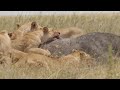 A 48-hour bloody battle between nine lions and a buffalo!!! [African Safari Plus⁺] 164