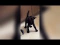 Cats and Dogs Act Crazy! 😂🤣 Funniest Pet Moments Compilation #FunnyCat #FunnyDogs #CatsofTikTok