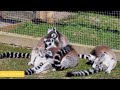 Only Lemurs Can Do This - Don't Miss the End! (8K Video at Blair Drummond Safari Park)