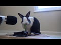 Rabbit eating crunchy kale ASMR