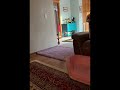 Shitzu Winston zoomies after a bath#dog#shortsfeed#love#shitzu#fypシ゚viral